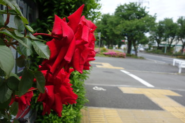 屋外に咲いた赤い薔薇の花