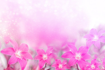 beautiful pink and purple rain lily flower on soft romance background