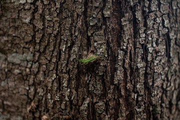 Organic vegetation in the middle of the bark of a tree that offers hope.