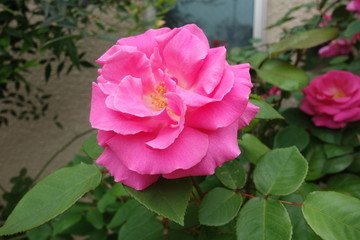 初夏に咲いたピンクの薔薇の花