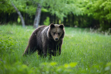 Obraz na płótnie Canvas Dangerous young brown bear , ursus arctos , walks on mountain meadow. Wildlife scenery in Slovakia 