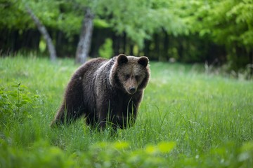 Dangerous young brown bear , ursus arctos , walks on mountain meadow. Wildlife scenery in Slovakia 