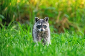 raccoon