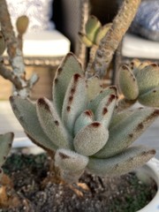 Kalanchoe tomentosa Panda Plant Photo