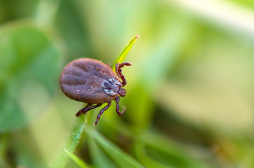 dangerous parasite