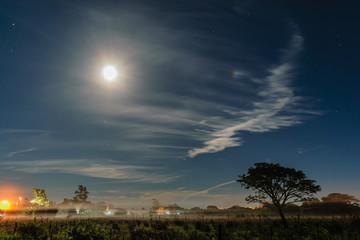 paisaje nocturno con arboles