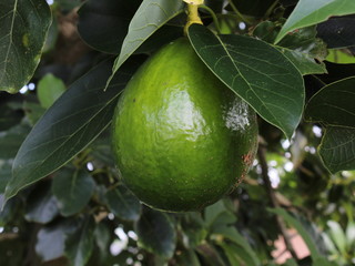 Beautiful avocado, so green and bright.