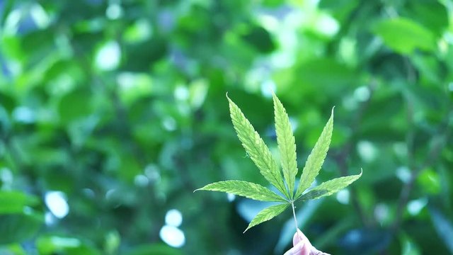 Hand holding marijuana life lift up, 
Background is the bokeh of beautiful green trees. have copy space.