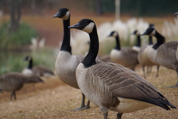 Geese in park