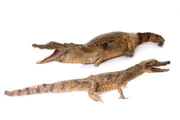 crocodile in studio