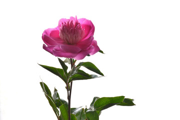 Pink peony on a white background 