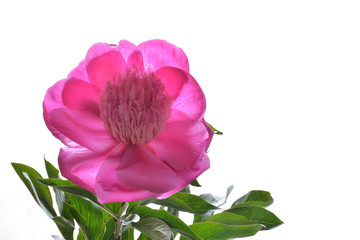 Pink peony on a white background 