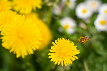 Honey Bee Springtime Scene pollinating Yellow Dandelion Flowers on Summer Flower Field in Swedish Landscape.