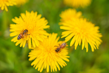 Honey Bee Springtime Scene pollinating Yellow Dandelion Flowers on Summer Flower Field in Swedish Landscape.