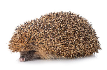 Fototapeta premium European hedgehog in studio