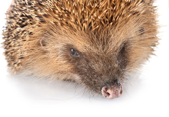 European hedgehog in studio