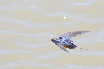 Swallow in flight