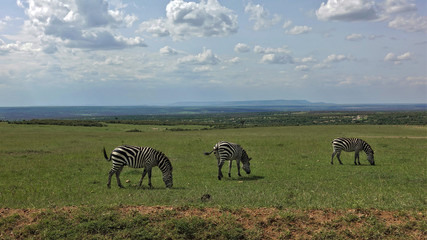 Amazing landscape of Kenya. Beautiful striped zebras calmly graze on the green grass of the savannah. Silhouettes of mountains are visible on the horizon. There are white clouds in the sky. Peace.