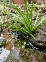 Natural, Plant, Grass, Water, Soil, Nature