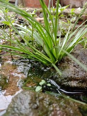 Natural, Plant, Grass, Water, Soil, Nature