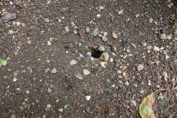 アリの巣を見下ろす