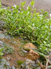 Natural, Plant, Grass, Water, Soil, Nature