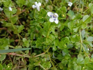 Natural, Plant, Grass, Water, Soil, Nature