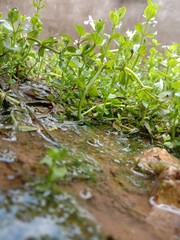 Natural, Plant, Grass, Water, Soil, Nature