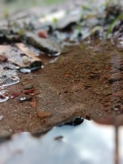 Natural, Plant, Grass, Water, Soil, Nature