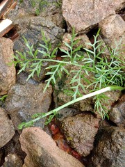 Natural, Plant, Grass, Water, Soil, Nature