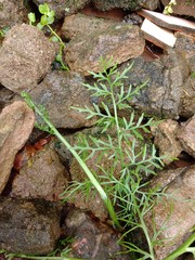 Natural, Plant, Grass, Water, Soil, Nature