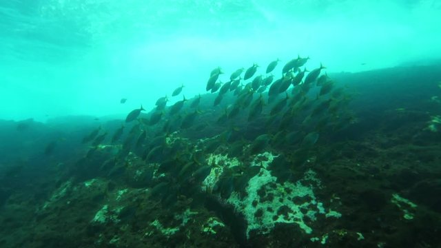 Fish swimming underwater by coral reef, aquatic marines moving undersea - Azores, Portugal