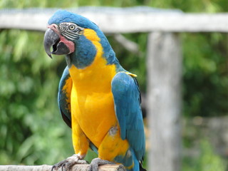 Macaw and Toucan
