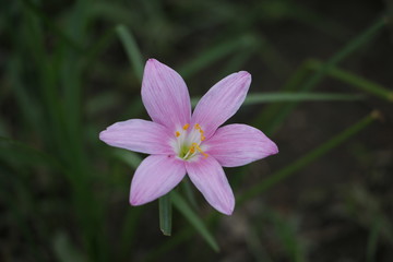 Fototapeta premium pink and white flower