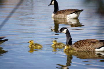 Obraz premium Canadian geese family