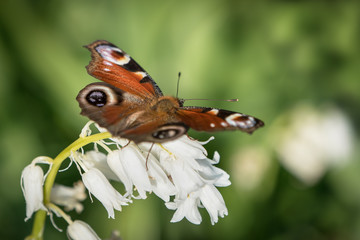 Peacock butterfly sitting on a white bluebell flower seen from the back with blurred green background
