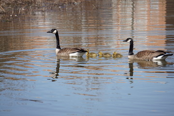 Canadian geese family