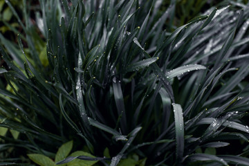Fototapeta premium raindrops on dark foliage nature background. Low key, horizontal background or banner.