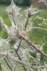Raupen fallen über Busch her