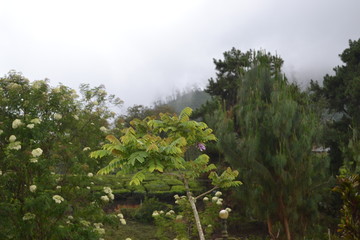 Obraz premium trees in the forest