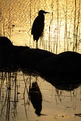 Sandhill Crane