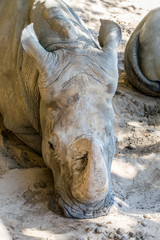 Fototapeta na wymiar Rhinocéros blanc photographié dans un parc animalier