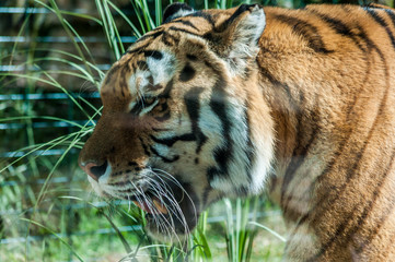 Tigre d'Asie photographié dans un parc animalier.	