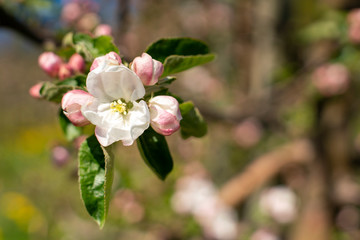 Apple Blossom in Early Spring on Natural Blurred Background with space for text.