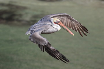 Brown Pelican in flight