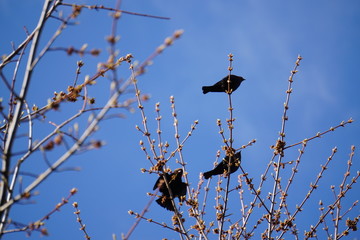 Red-winged Blackbird of Canada