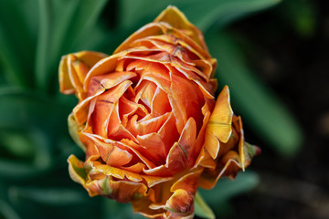 Orangene Pfingstrose