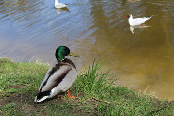 Duck by the water