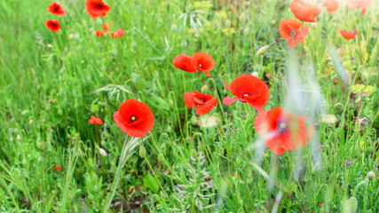 Wild field of red poppies. Spring flowers field background.