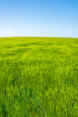 Obraz na płótnie Canvas Green field against a blue sky